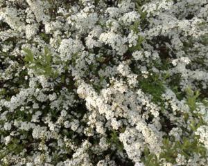 Спирея острозубчатая(Spirea x arguta); 40-50(см); С5